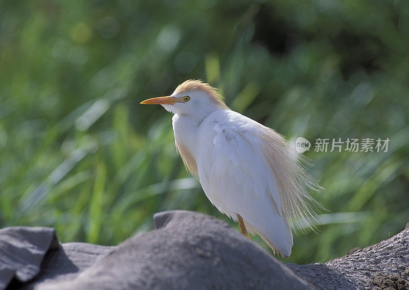 牛背鹭(Bubulcus ibis)是鹭科(鹭科)的一种世界性物种，分布在热带、亚热带和暖温带地区。骑在大象背上。肯尼亚安博塞利国家公园。